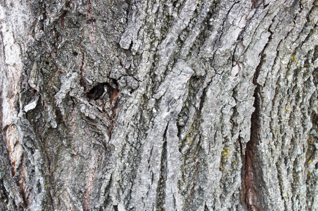 Close up to a trunk of a tree. 